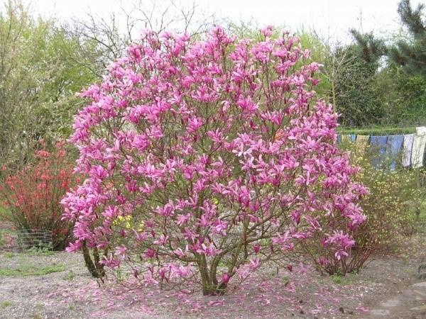 Magnolia omsorg