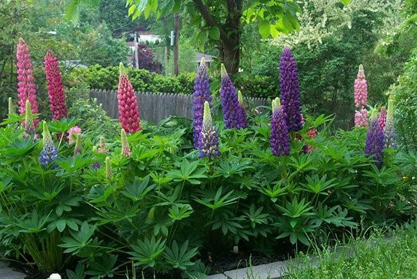 voksende lupin i hagen