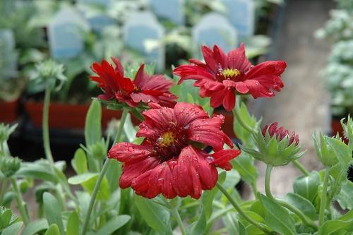 Gaillardie Burgundy