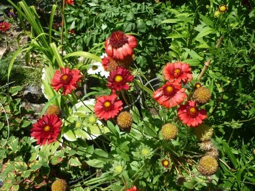 Bush Gaillardia