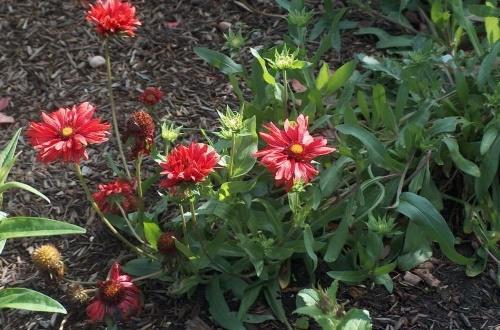 Gaillardia ในสวน