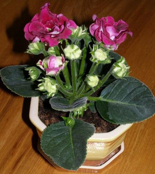 ช่อดอกไม้ของ gloxinia