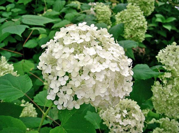 hortensia tre Annabelle