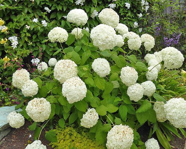 trehortensia blomstrer