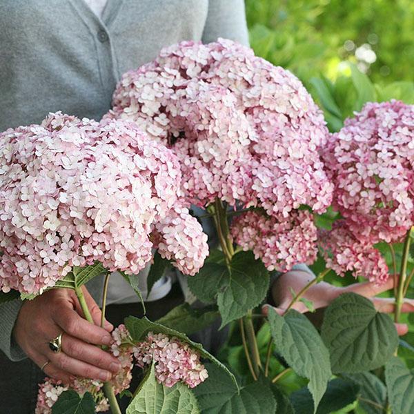 Hydrangea Sweet Annabelle