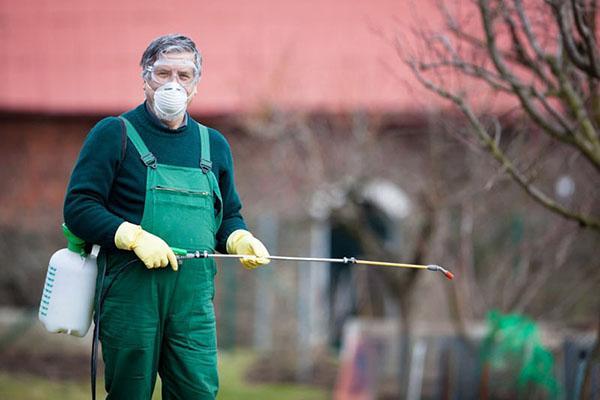 zabieg ogrodniczy środkami owadobójczymi