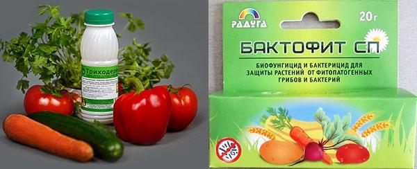 biologické přípravky proti phytophthora