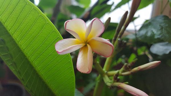 delikatna plumeria