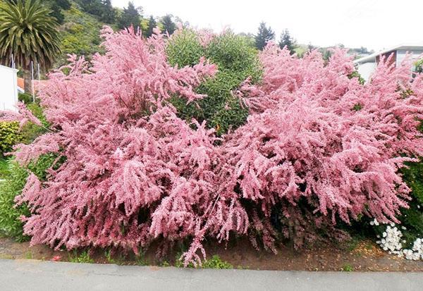 Bush Tamarix