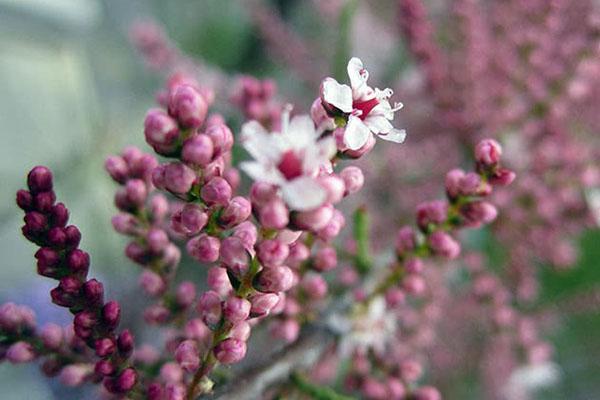 tamarix blomstrer