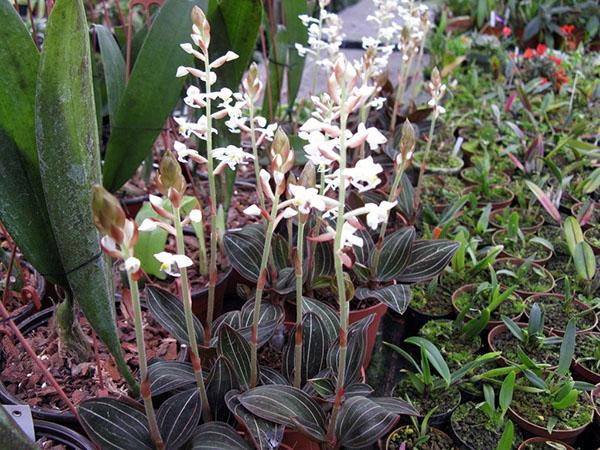 ludisia blomstrer