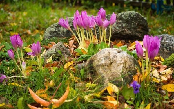 crocuses ฤดูใบไม้ร่วง