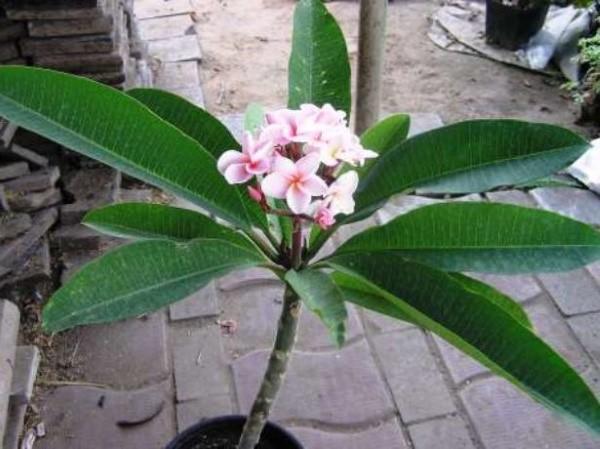 plumeria z nasion w domu