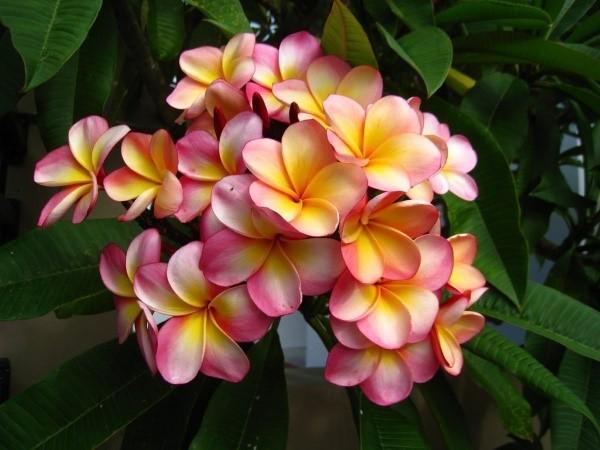 kwitnąca plumeria