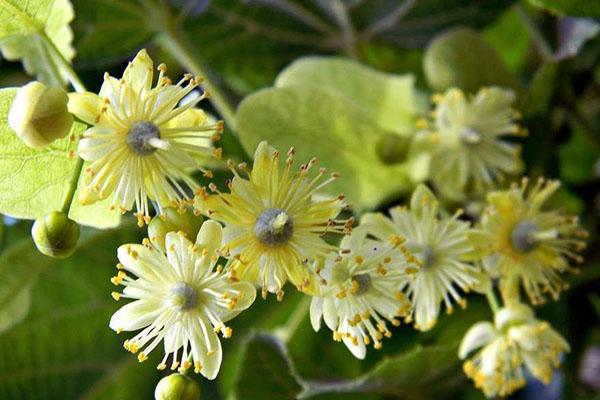 medisinske lindeblomster