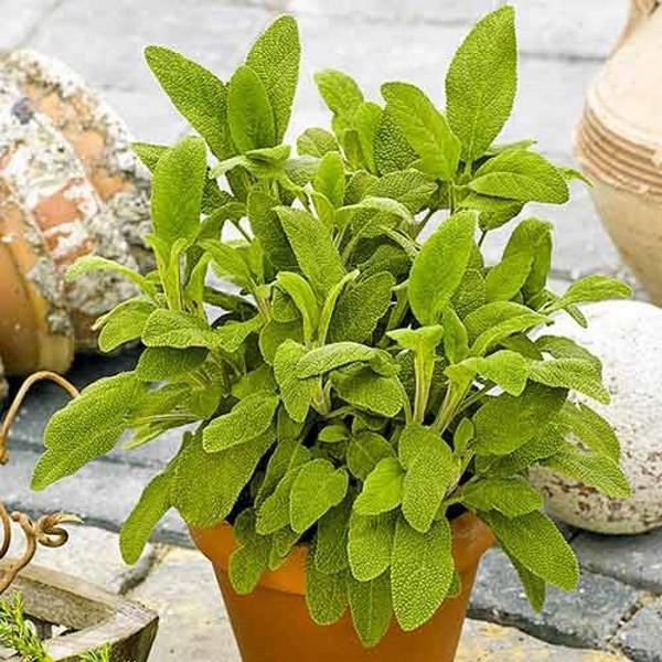 Sage officinalis เติบโตผ่านต้นกล้า