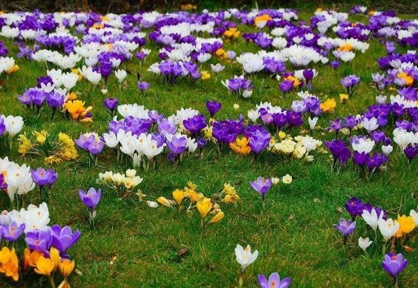 การเติบโตของ crocuses