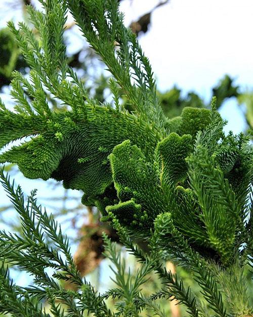 Japansk cryptomeria Cristata