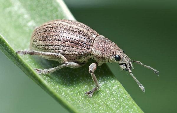 Weevil brouk