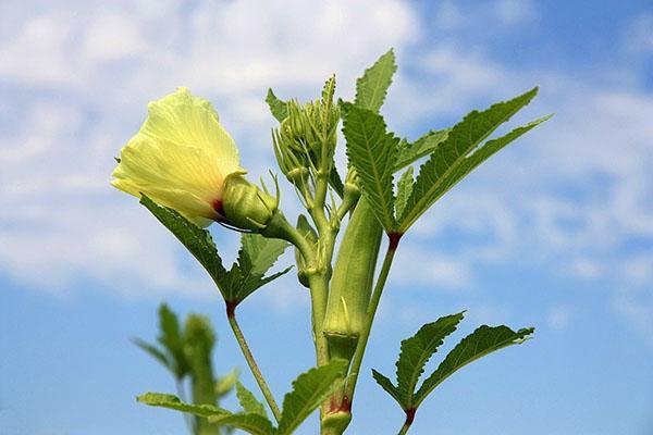 okra kvete