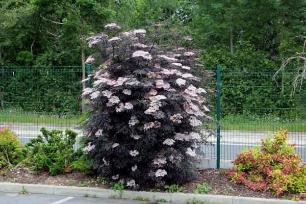 black elderberry Black Lace