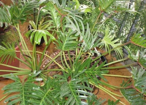 ความสง่างามของ Philodendron