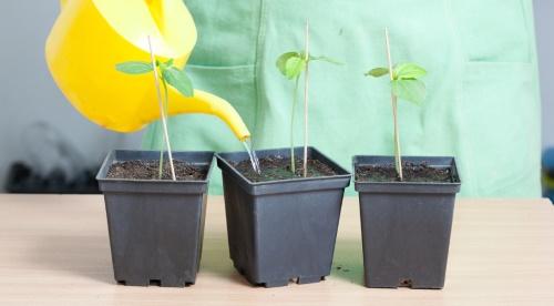 papaya frøplanter bryr seg