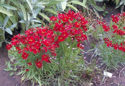 coreopsis v zahradě