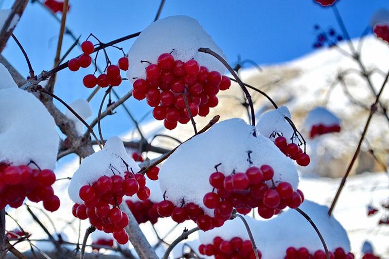 høsttid av rød viburnum