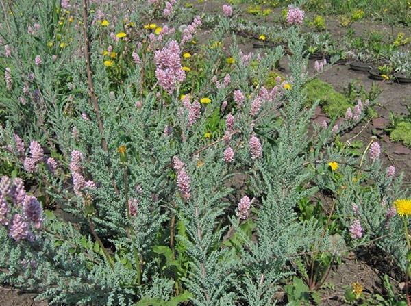 foxtail myrikaria