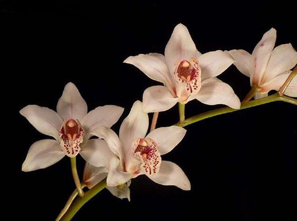 Storczyk Cymbidium rzuca się w oczy