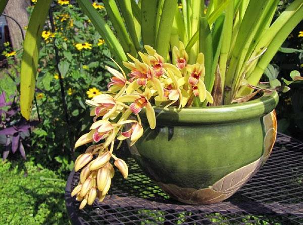 Cymbidium z liści aloesu