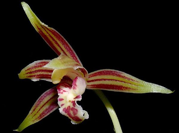 Cymbidium liściaste