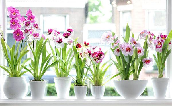 Miltonia péče