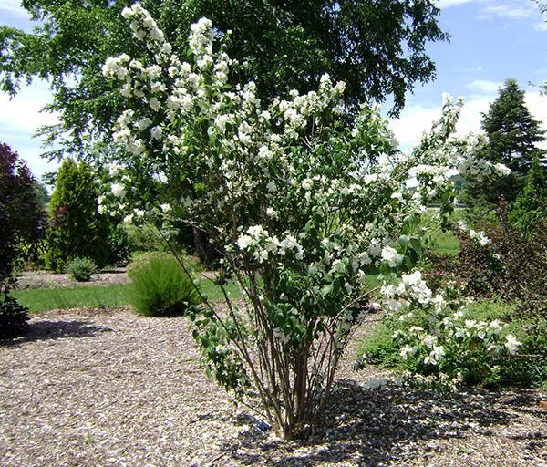 sadzenie i pielęgnacja korony mock-orange