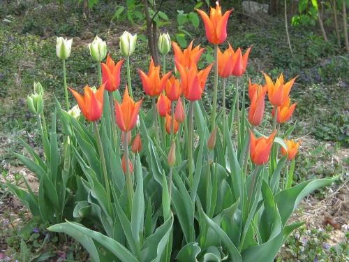 blomsterbed med tulipaner