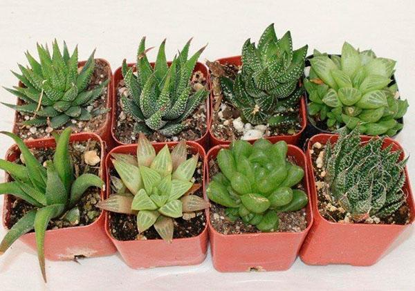 domácí péče o haworthia