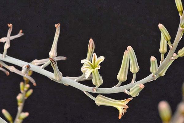 Haworthia blomstrer