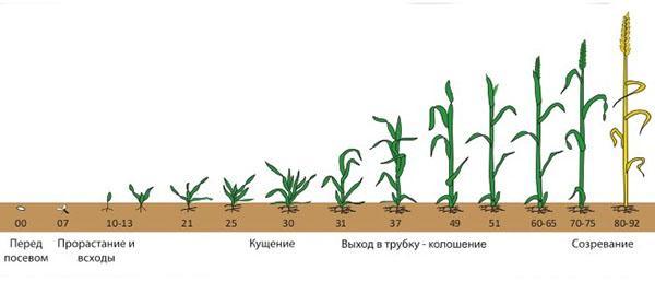 vegetacijsko razdoblje u biljkama