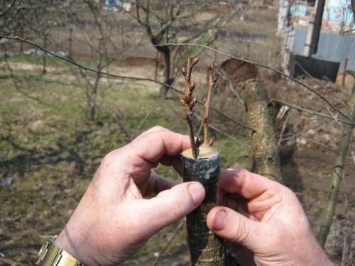 okres szczepienia owoców pestkowych wiosną