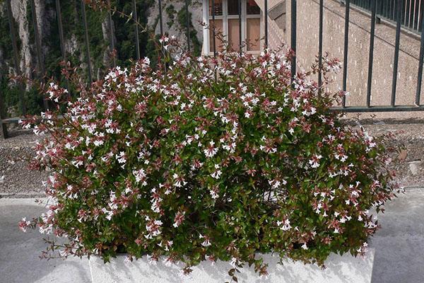 opieka nad Abelia grandiflora