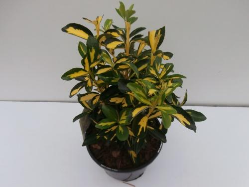 Japonský euonymus