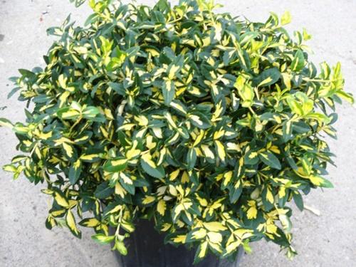 Fortchun euonymus