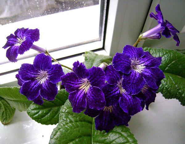 Streptocarpus kwitnie