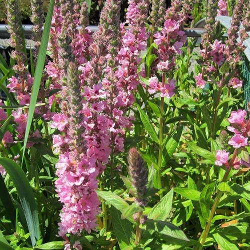 loosestrife červenat