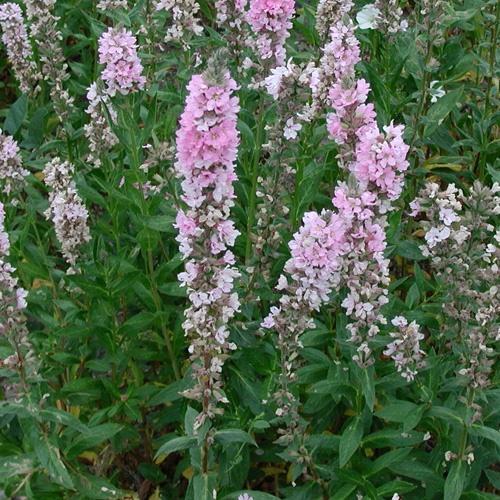 kvetoucí loosestrife