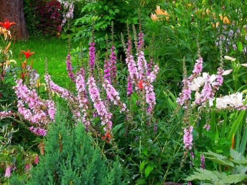 loosestrife na záhonu