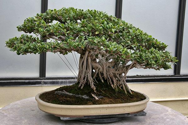 Ficus microcarpa