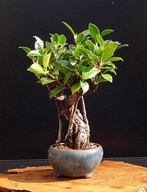 ficus microcarp hjemme