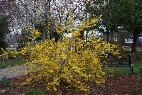 forsythia ovoid